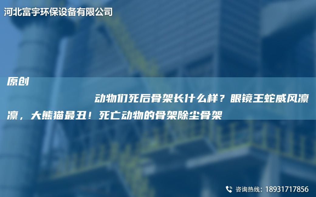 原創(chuàng)
            動物們死后骨架長什么樣？眼鏡王蛇威風(fēng)凜凜，大熊貓Z丑！死亡動物的骨架除塵骨架