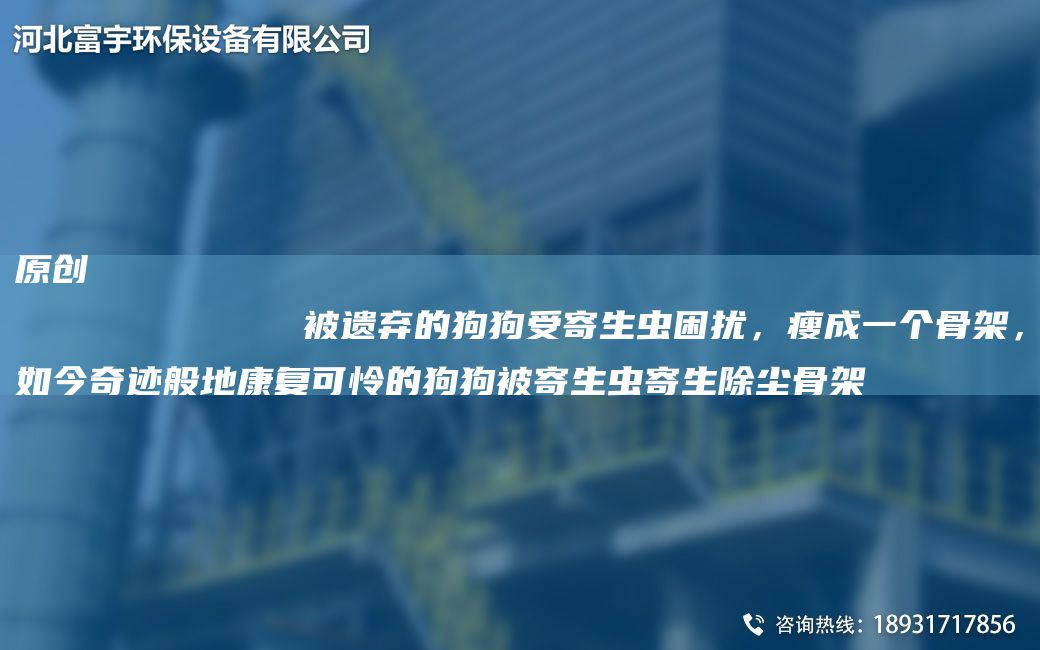 原創(chuàng)
            被遺棄的狗狗受寄生蟲困擾，瘦成一個骨架，如今奇跡般地康復(fù)可憐的狗狗被寄生蟲寄生除塵骨架
